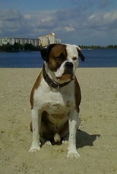 Американский бульдог - вязка