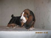 Черкассы продам щенков бассет-хаунд