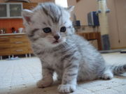 Элитный шотландский котик!