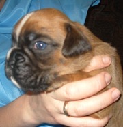 щенки БОКСЕРА рыжие, белый