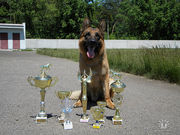 щенок немецкой овчарки продам Черкассы