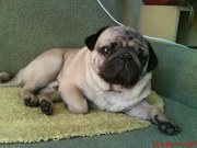 замечательный мопсик в хорошие руки, не дорого