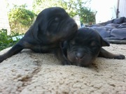 ПРОДАМ ЩЕНКА РОТВЕЙЛЕРА