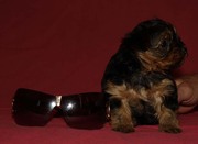 .>>йоркширский терьер