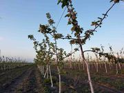 Пропонуэмо професійні види послуг по догляду за Вашим садом