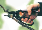 Профессиональная обрезка всех плодово-ягодных деревьев