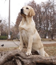 Элитный щенок лабрадора