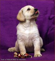 Палевый лабрадочик.Возможна доставка