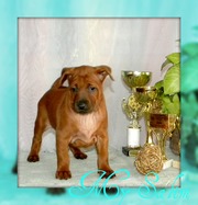 Продам Щенков Тайский Риджбек , Украина Киев