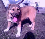 Среднеазиатская овчарка (АЛАБАЙ)