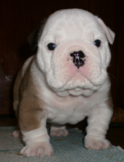 ЩЕНОК АНГЛИЙСКОГО БУЛЬДОГА