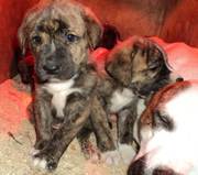 щенки Американского бульдога