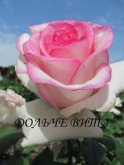 Продам саженцы плодовых деревьев, кустарников, роз.