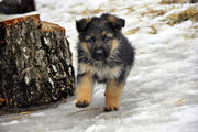 Щенки Немецкой овчарки от лучших родителей