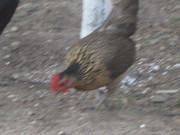 Декоративная птица