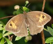 Луговой мотылек - авиация для борьбы с его гусеницей