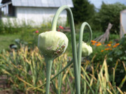 продам семена чеснока 