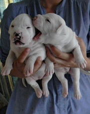 Щенки Американского бульдога