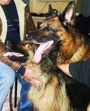 щенки Нем.овчарки