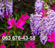 Доставим свежие саженцы Вам прямо в руки в любой город Украины.