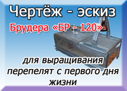 Как изготовить брудер для перепелов,  Чертёж