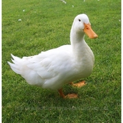 Продам разновозрастную Пекинскую утку (Стар - 53)