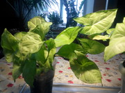 Растения для вашего дома и сада