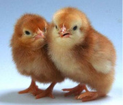 Бройлери,  Іспанка,  Майстер Грей