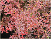 Барбарис Orange Dream