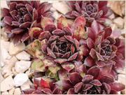 	 Молодило Andromeda