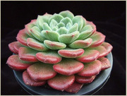 	 Эхеверия Carol