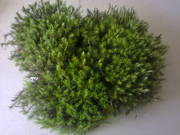 Мох живой для улиток Ахатин