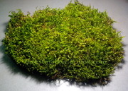 Мох живой для террариума,  для улиток Ахатин