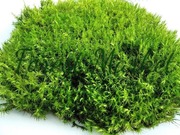 Мох живой для террариума,  для улиток Ахатин