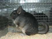 ШИНШИЛЛА - постоянно продаем