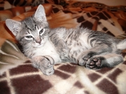 котенок в хорошие руки