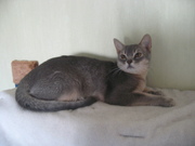 Абиссинская кошечка