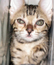 бенгальские котята леопардовых окрасов