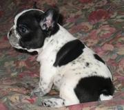Французкий бульдог щенки