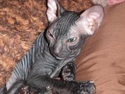 Донской сфинкс котята Смела