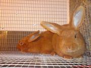 Породистые кролики Черкассы