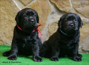 ЛАБРАДОР РЕТРИВЕР