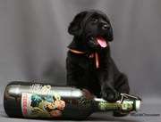 ЛАБРАДОРЫ В ПИТОМНИКЕ