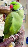 Продам Ожерелового попугая!!! г. Черкассы